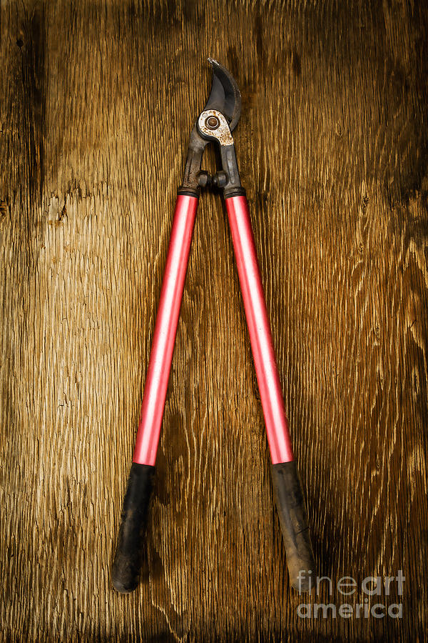 Pliers Photograph - Tools On Wood 1 by YoPedro