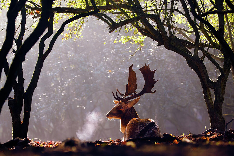Deer Photograph - C-c-c-cold Breath - Fallow Deer Buck by Roeselien Raimond