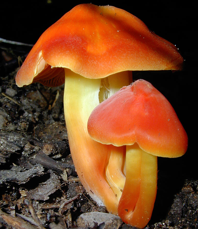 Mushroom Photograph - C Ribet Fungiart Delight by C Ribet