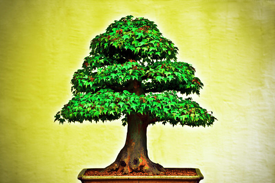 Abstract Bonsai Tree Photograph by Jim Vecchione - Fine Art America