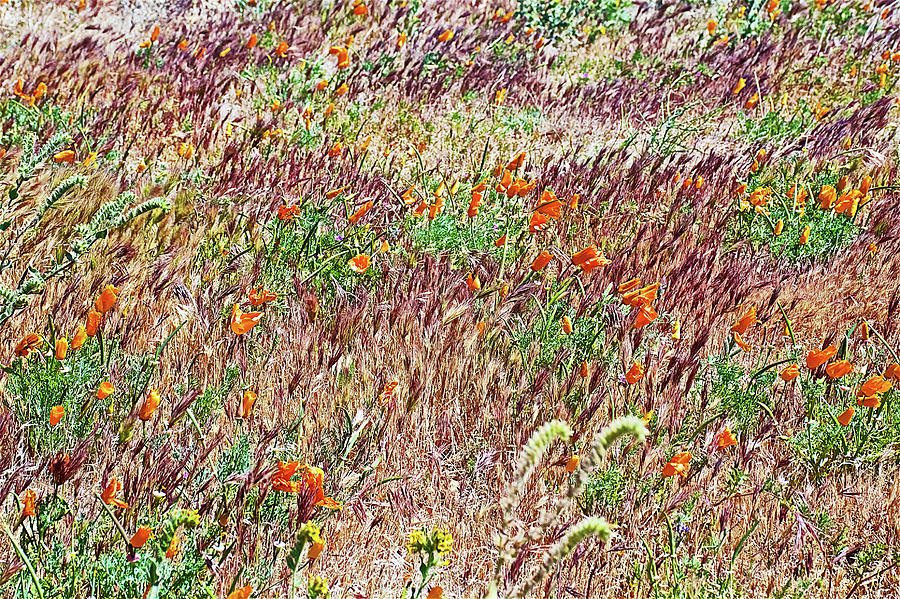 CA Poppies, Fiddleneck and Grasses on a Very Windy Day in Antelope Valley CA Poppy Reserve  Photograph by Ruth Hager