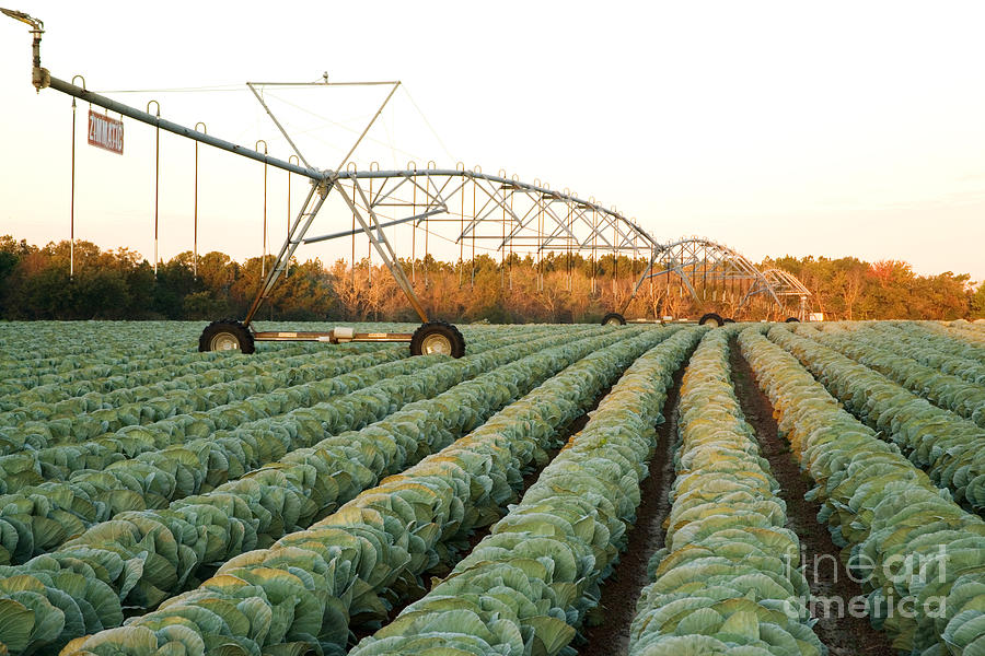 Cabbage Photograph - Cabbage & Pivot Irrigation by Inga Spence