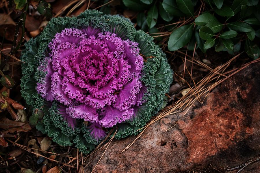 Cabbage and Rock Photograph by Buck Buchanan