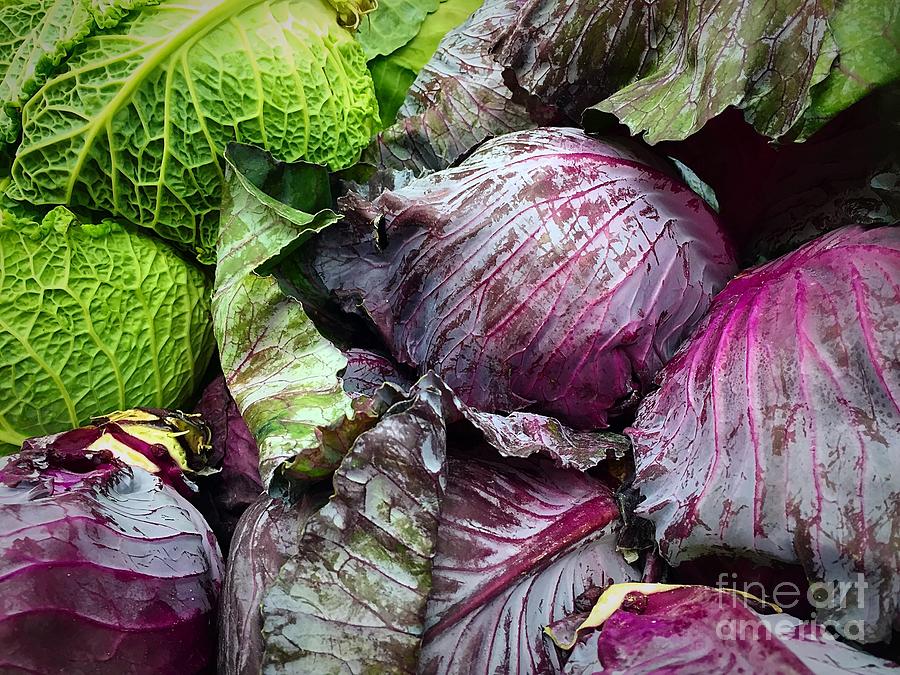 Cabbage Photograph