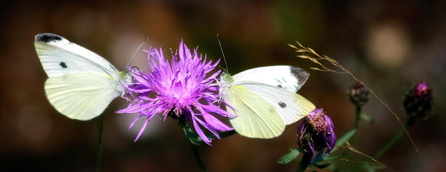 Cabbage Butterflies on Spotted Knapweed Photograph by Albert Seger