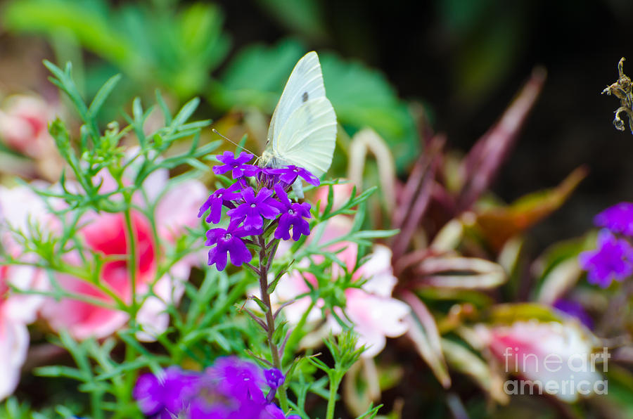 Cabbage Butterfly Photograph by Donna Brown