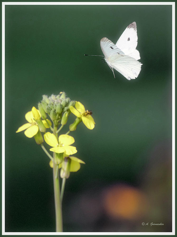 Cabbage Butterfly Hovers Photograph by A Macarthur Gurmankin