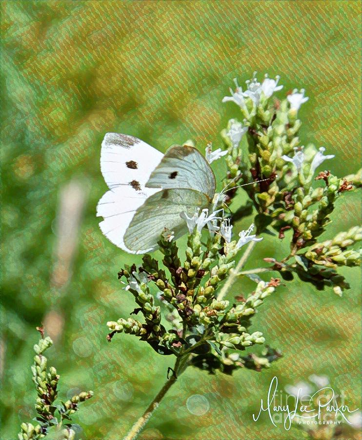  Cabbage Butterfly Photograph by MaryLee Parker