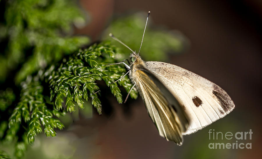 Cabbage Butterfly on Evergreen Bush by Em Witherspoon Cabbage Butterfly on Evergreen Bush by Em Witherspoon