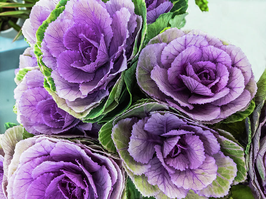 Cabbage Flower Photograph by Marina Usmanskaya