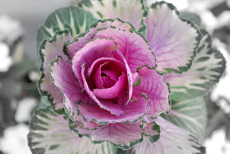 Cabbage Photograph - Cabbage  Flower by Terence Davis