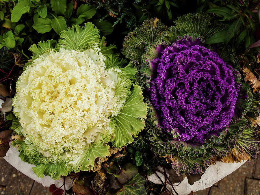 Cabbage Flowers Photograph by Randy Sylvia