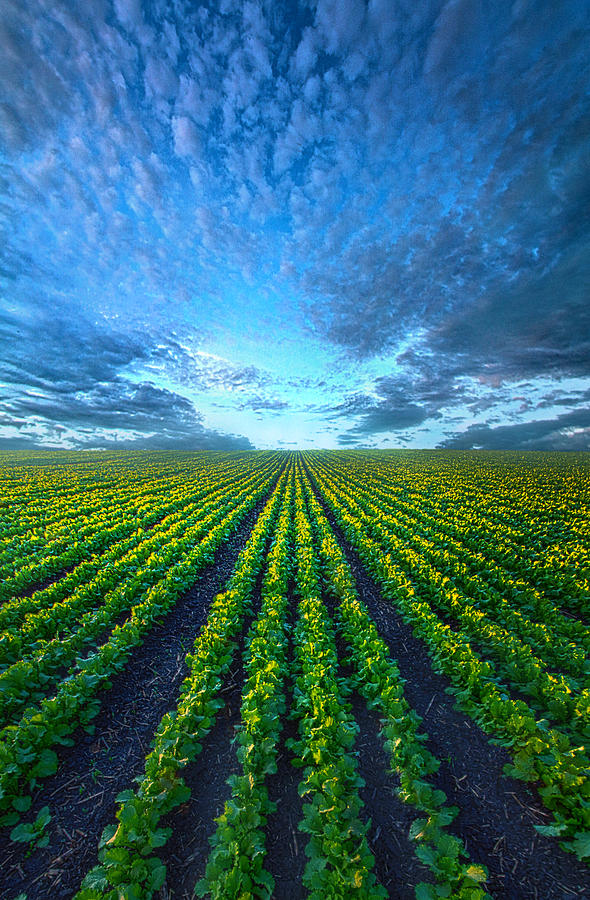 Cabbage Photograph - Cabbage Forever by Phil Koch