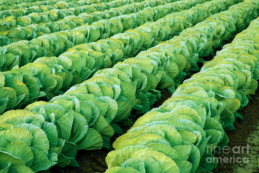 Cabbage Photograph - Cabbage Growing by Inga Spence