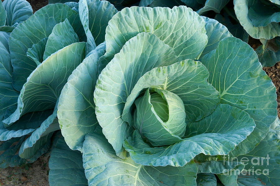 Cabbage Photograph - Cabbage Head by Inga Spence