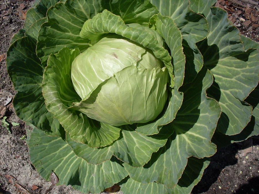 Cabbage Head Photograph by Warren Thompson