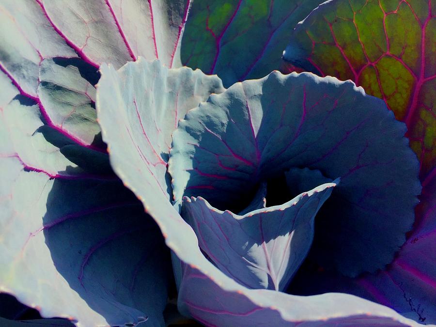 Cabbage in the Sun Photograph by Lexi Heft