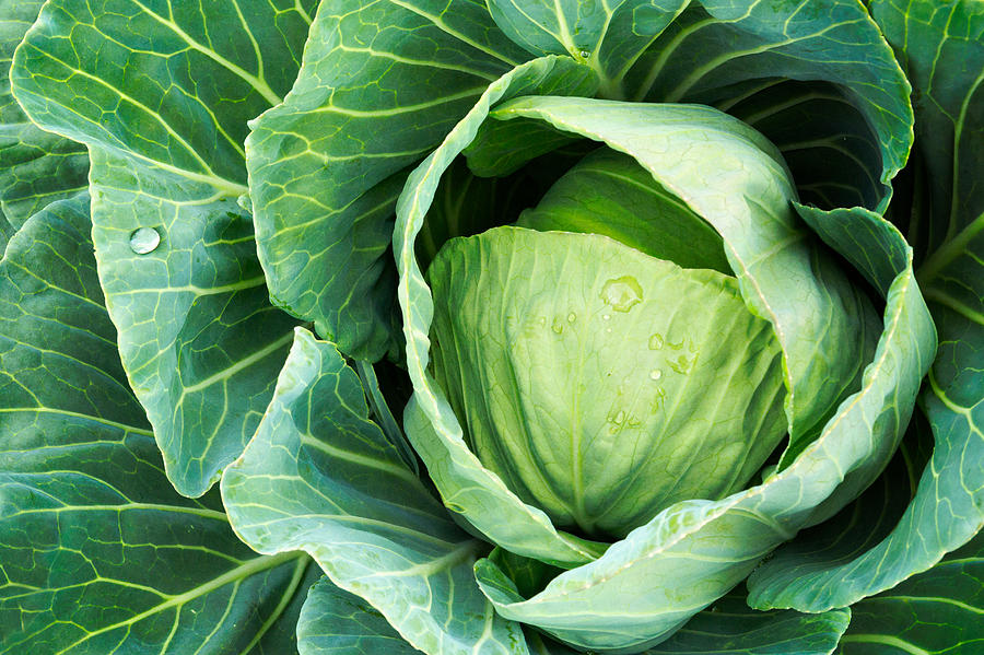 Cabbage Photograph - Cabbage In The Vegetable Garden by Debi Bishop Cabbage Photograph - Cabbage In The Vegetable Garden by Debi Bishop