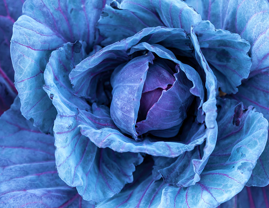 Cabbage Photograph by Jonathan Nguyen