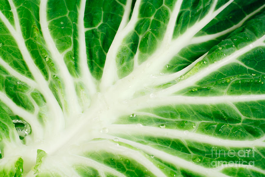 Cabbage leaf Photograph by Gaspar Avila