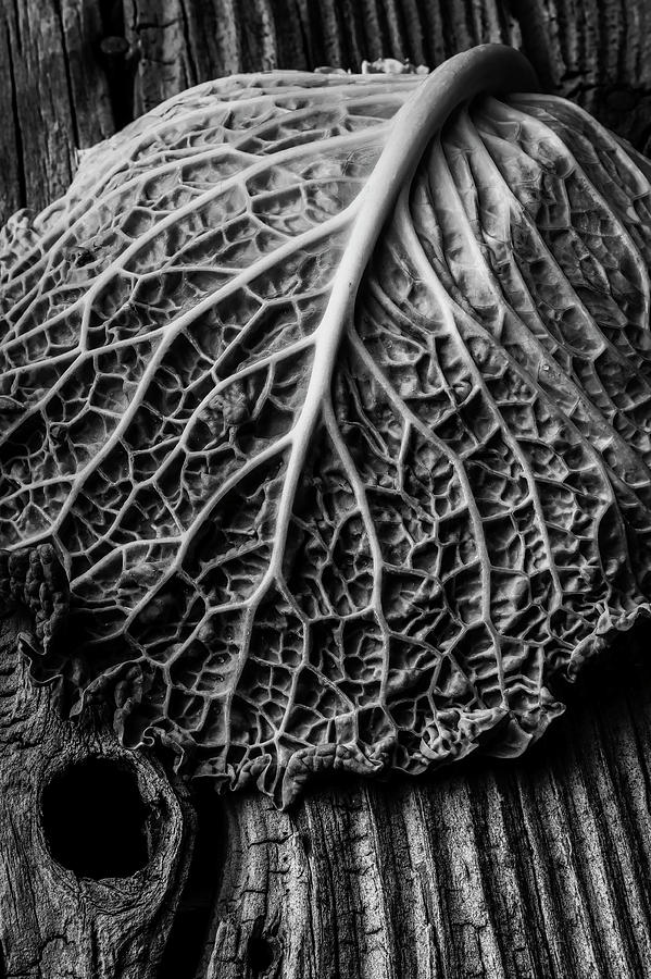 Cabbage Leaf On Old Board Photograph by Garry Gay