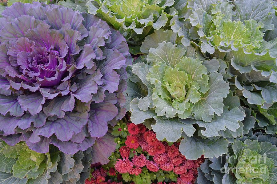 Cabbage Love Photograph