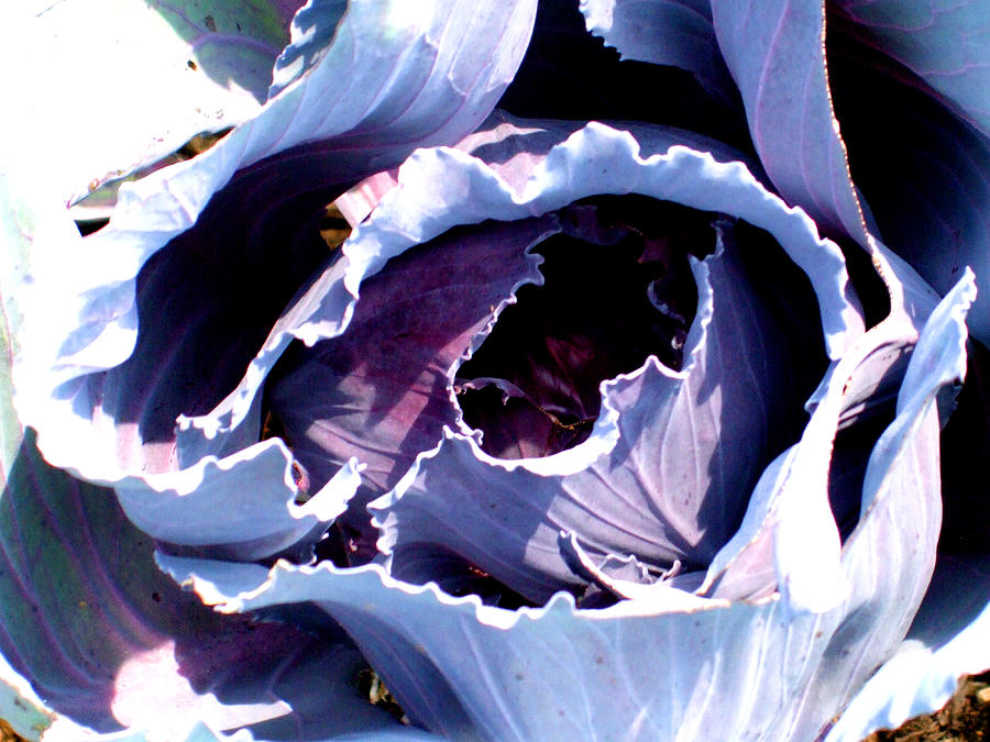 Cabbage Photograph - Cabbage by Mindy Newman