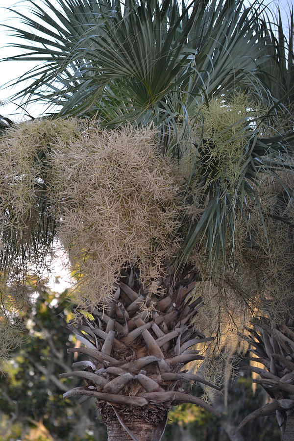 Cabbage Palm in Bloom Photograph by Roy Erickson Fine Art America
