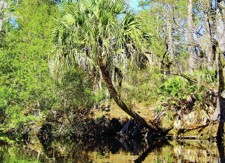 Cabbage Palm On The Bank Photograph by D Hackett