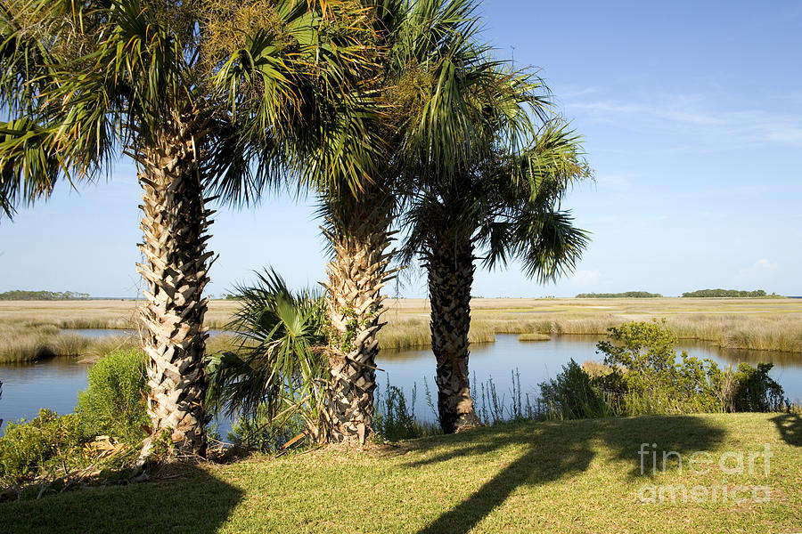 Cabbage Palmetto Trees Photograph by Inga Spence