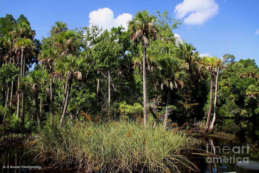 Cabbage Palms along the Cotee River Photograph by Barbara Bowen