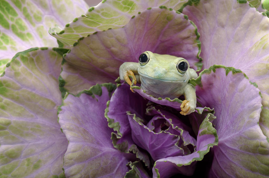 cabbage patch frog