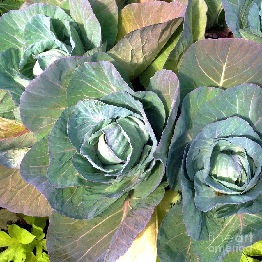 Cabbage Patch in a Kitchen Garden Photograph by Barbie Corbett-Newmin