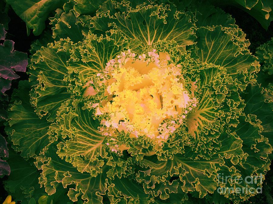 Cabbage Photograph - Cabbage Patch by Onedayoneimage Photography
