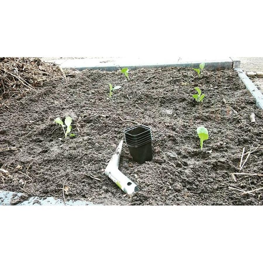 Spring Photograph - #cabbage #planted #woodchips by Vegetable Garden