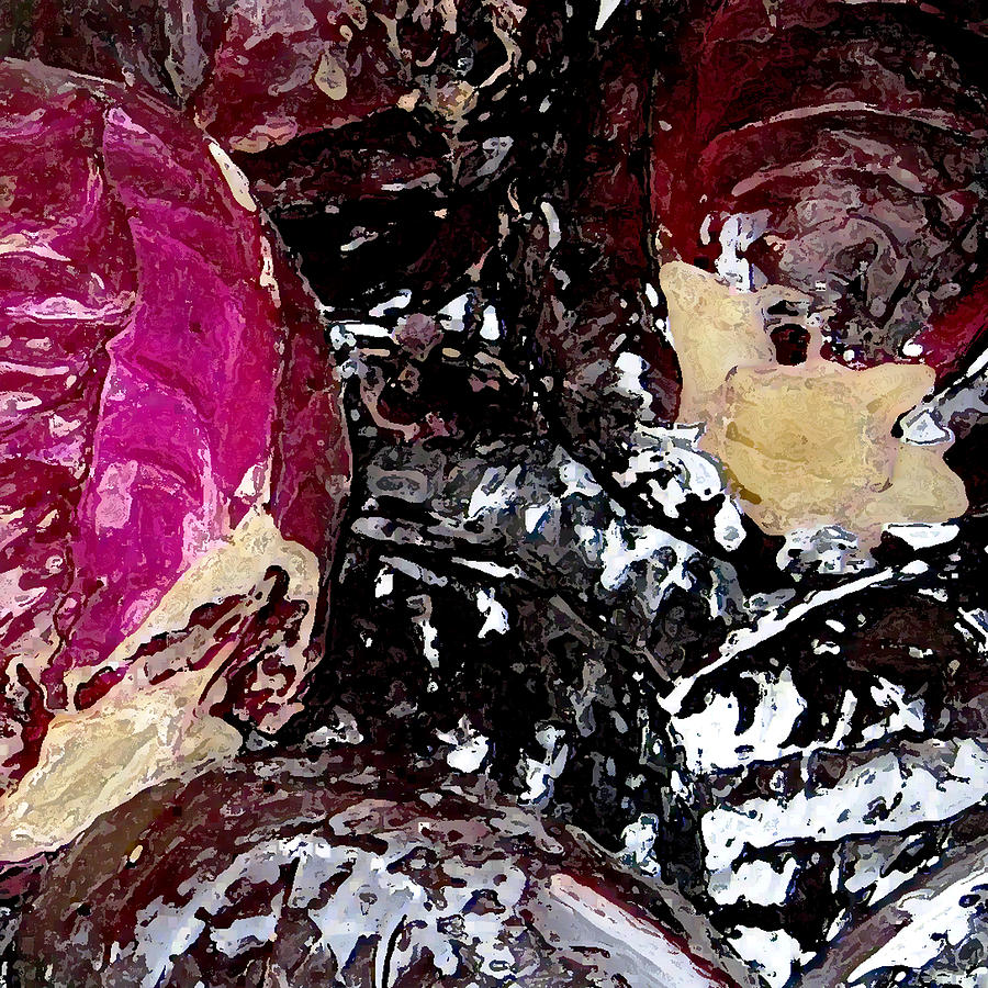 Cabbage Red by John Vincent Palozzi Cabbage Red by John Vincent Palozzi