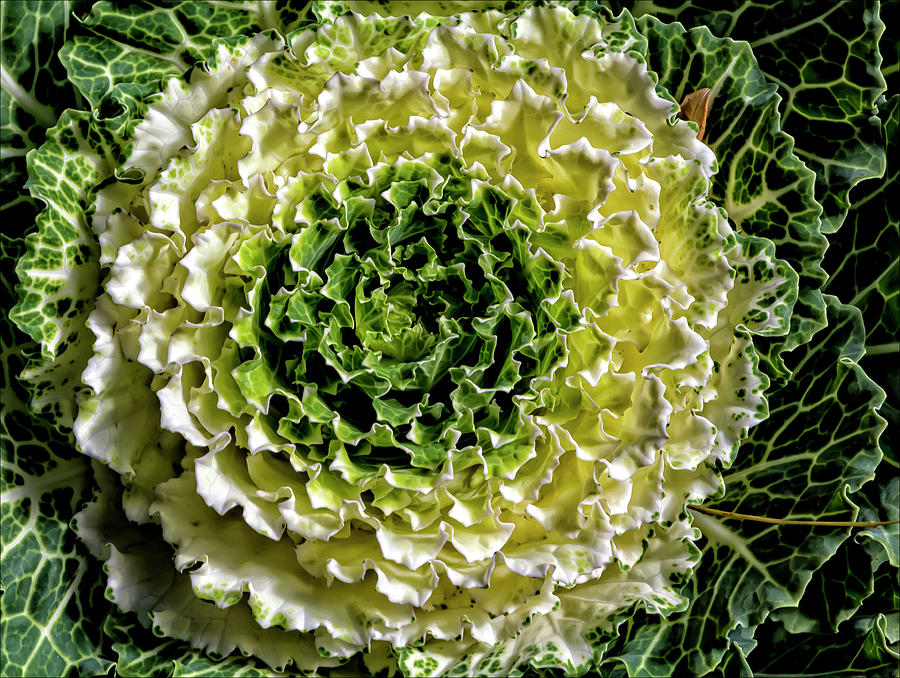 Cabbage Photograph by Robert Ullmann
