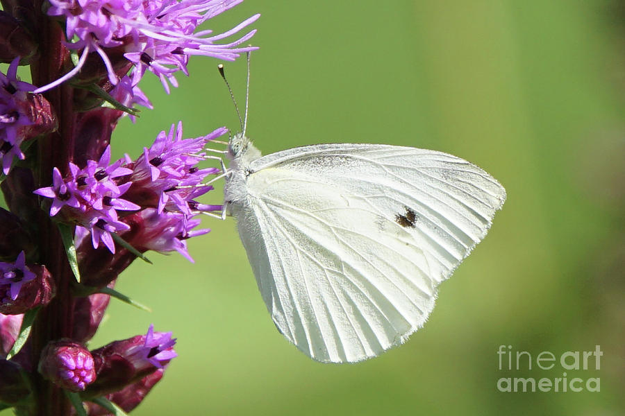 Cabbage White Butterfly and Flower Photograph by Robert E Alter Reflections of Infinity