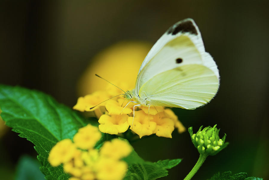 Cabbage White Butterfly Photograph by Betty LaRue