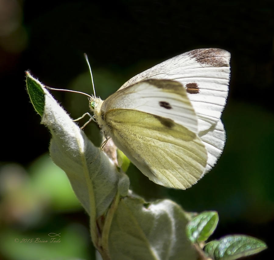 Cabbage White Butterfly Photograph by Brian Tada