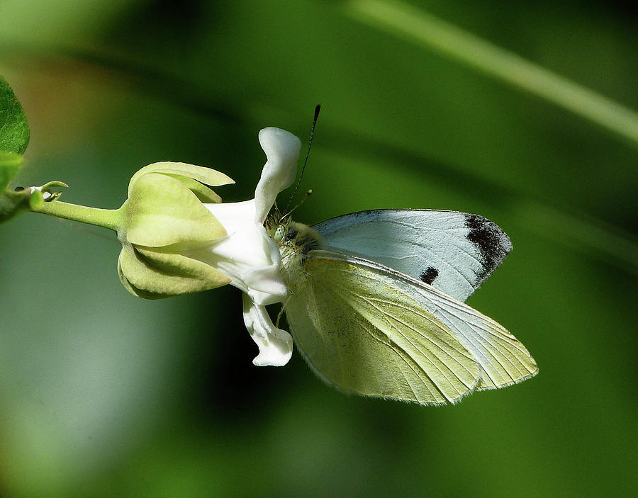 Cabbage White Butterfly Feeding  Photograph by Margaret Saheed