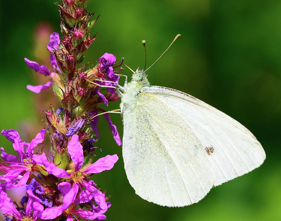 Cabbage white butterfly Photograph by Hamik ArtS - Pixels