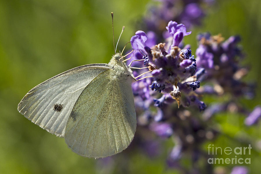 Cabbage White Butterfly Photograph by Inge Riis McDonald