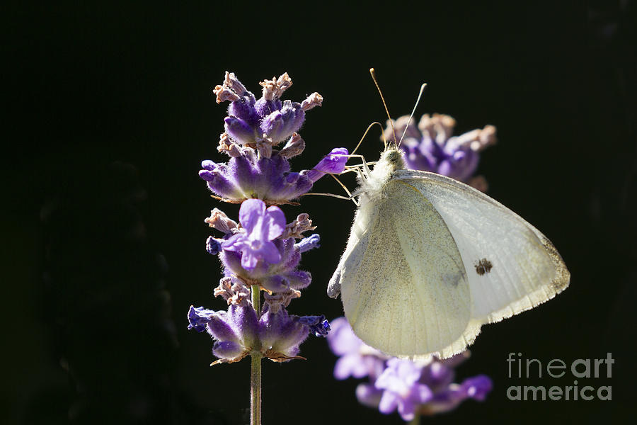 Cabbage White butterfly on Lavender Photograph by Inge Riis McDonald