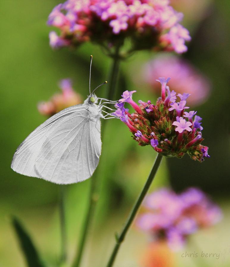 Cabbage White Butterfly on Verbena Photograph by Chris Berry