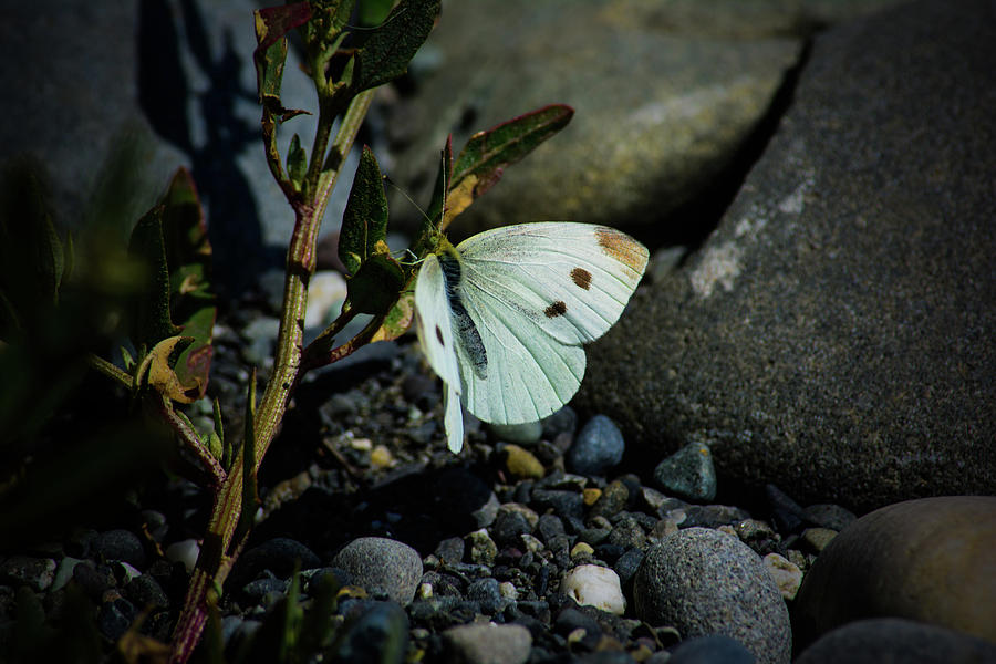 Cabbage White Butterfly Photograph by Tikvahs Hope