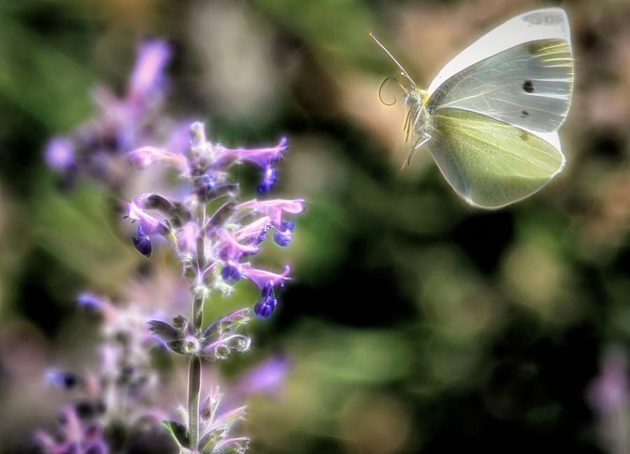 Cabbage White In Flight Photograph by Donna Kennedy