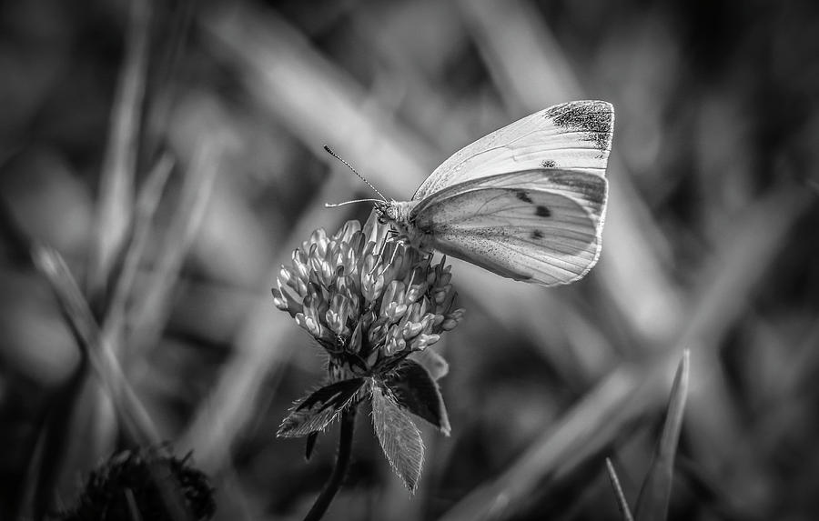 Cabbage White In Gray Photograph by Ray Congrove