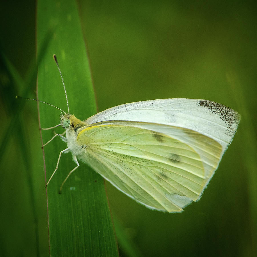 Cabbage White Photograph by Jeff Phillippi