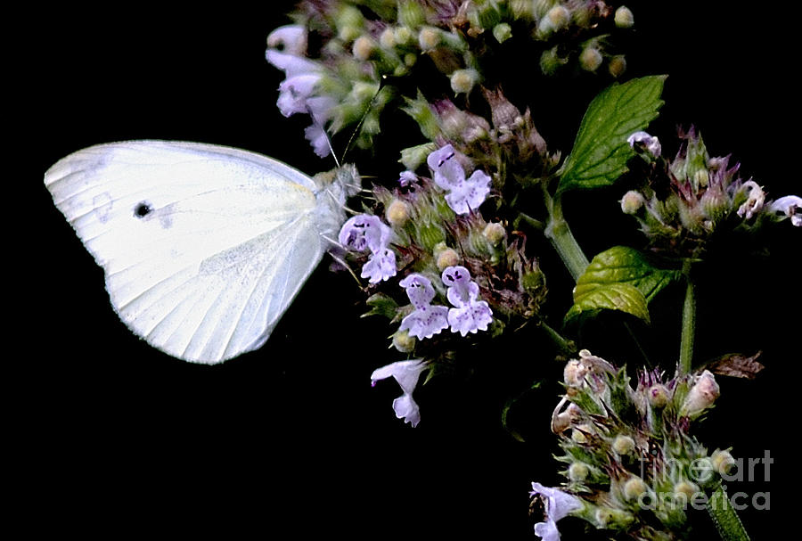 Cabbage White on Catnip Photograph by Randy Bodkins